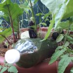 Biogaz la: Gaz ki fèt ak dechè degradab Lakay ou yo, ki pèmèt ou fè mange san w pa achte gaz ankò a. Se solisyon ekolojik sa ou de enstale nan anviwònman ou.-